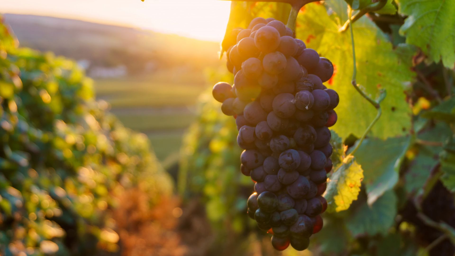 La raccolta dell'uva e la vendemmia