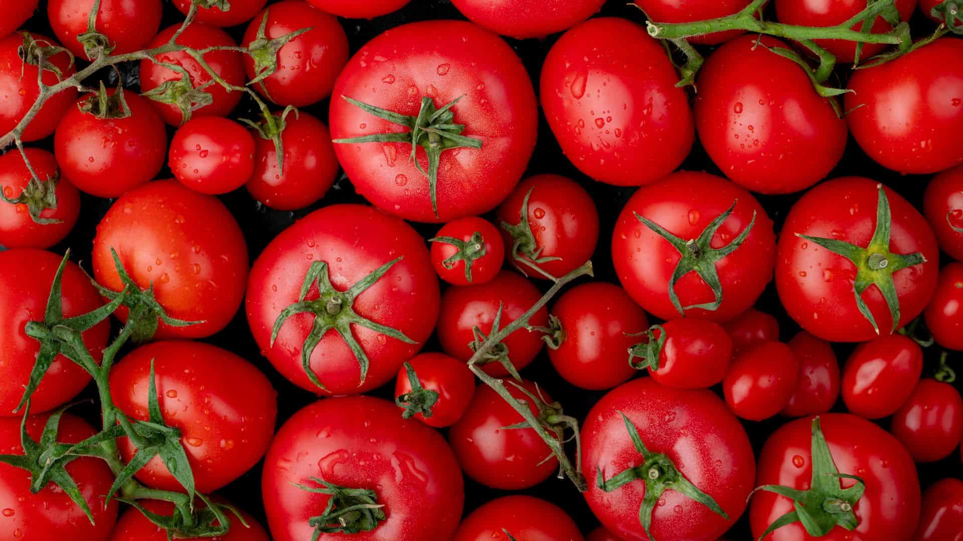 La coltivazione dei pomodori passo per passo