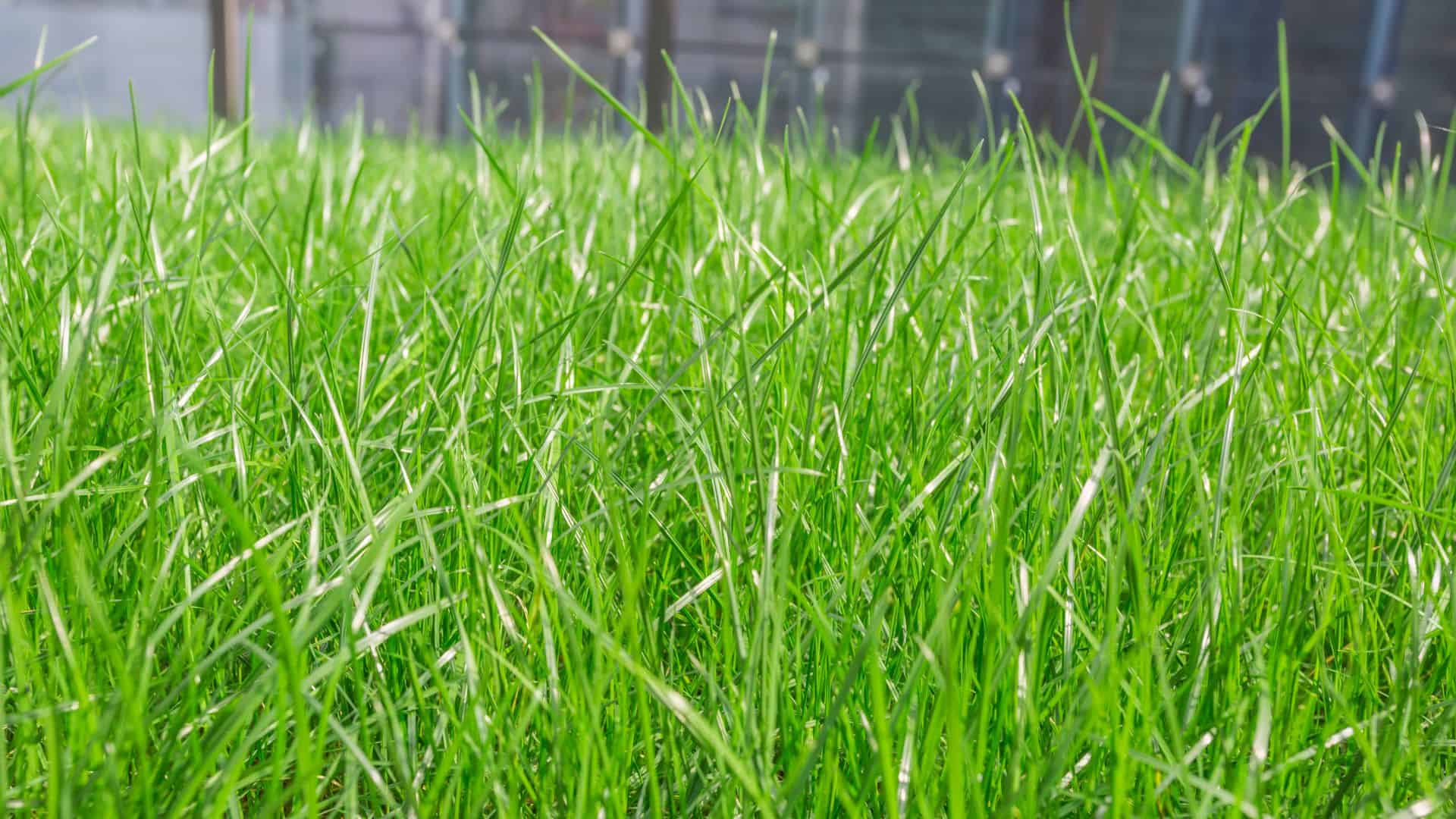 La gestione degli sfalci